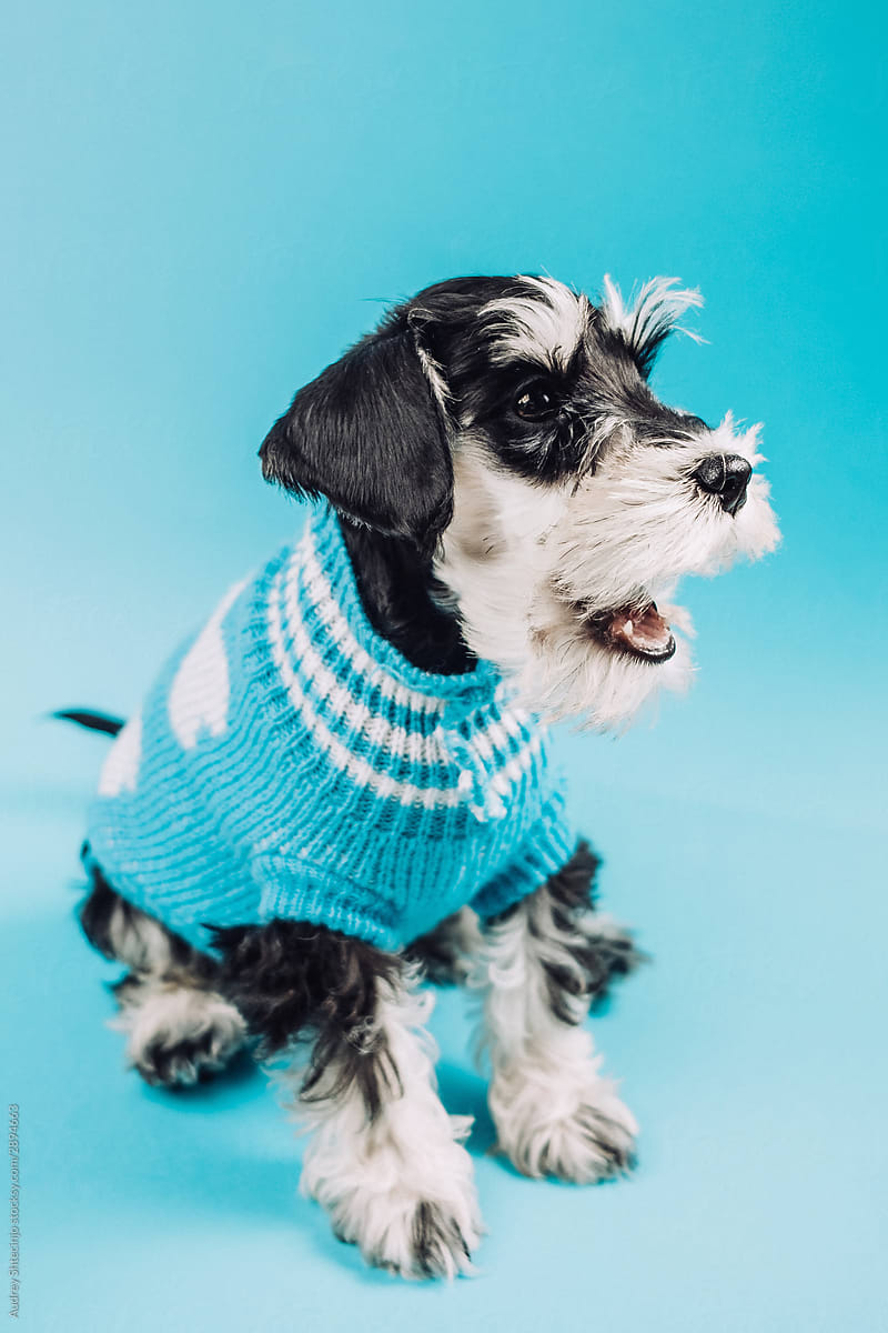 Schnauzer puppy on blue .