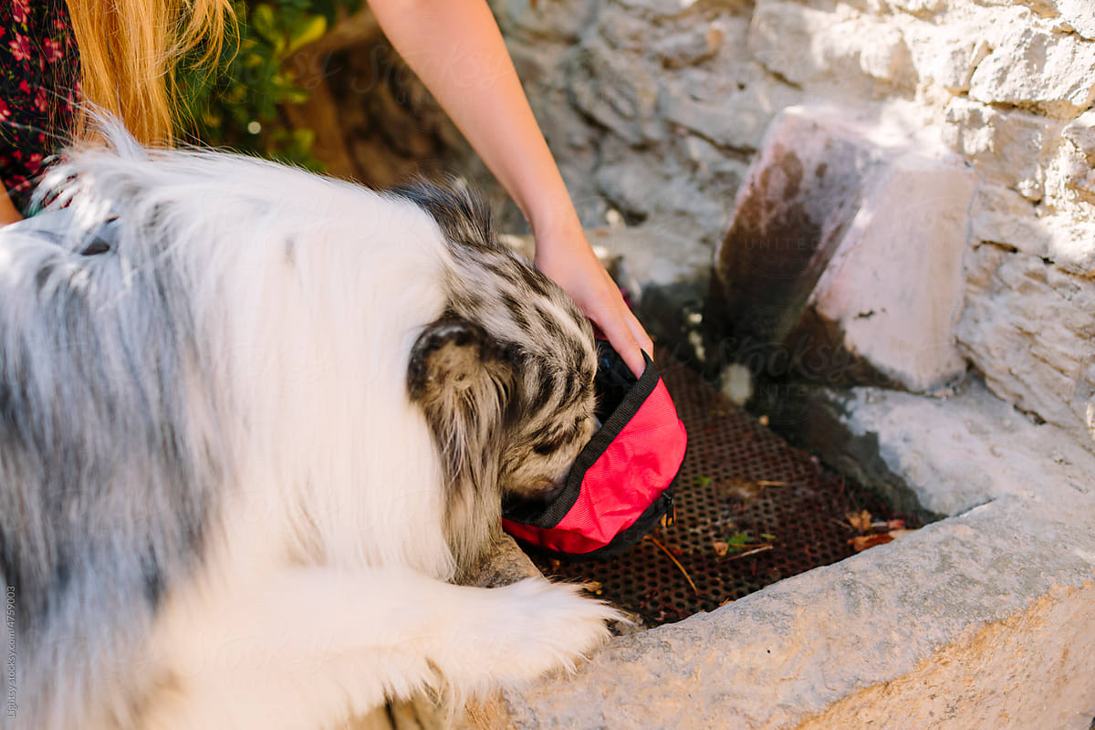 Dog drinking water from a portable bowl