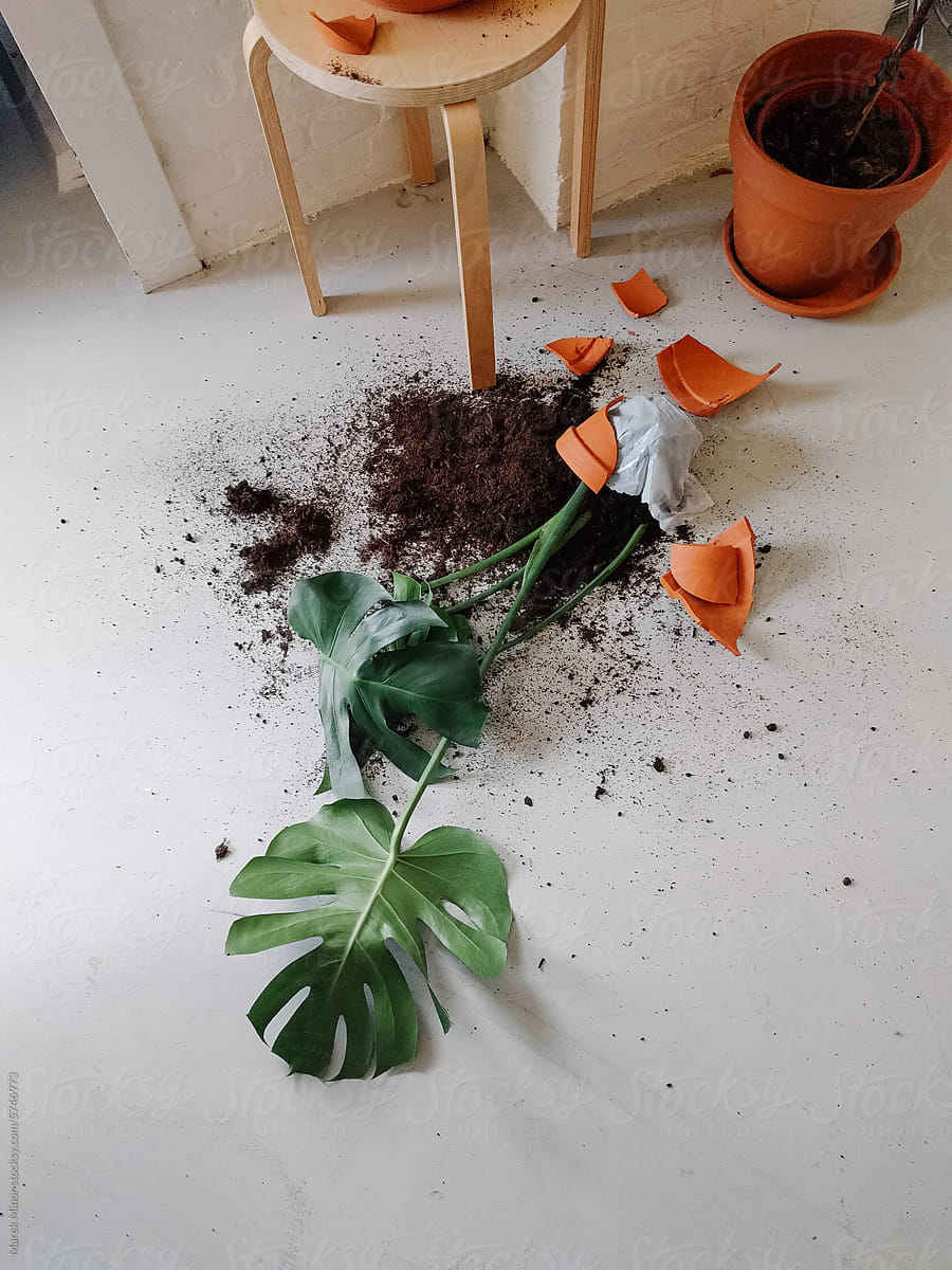 Broken flower pot on the office floor