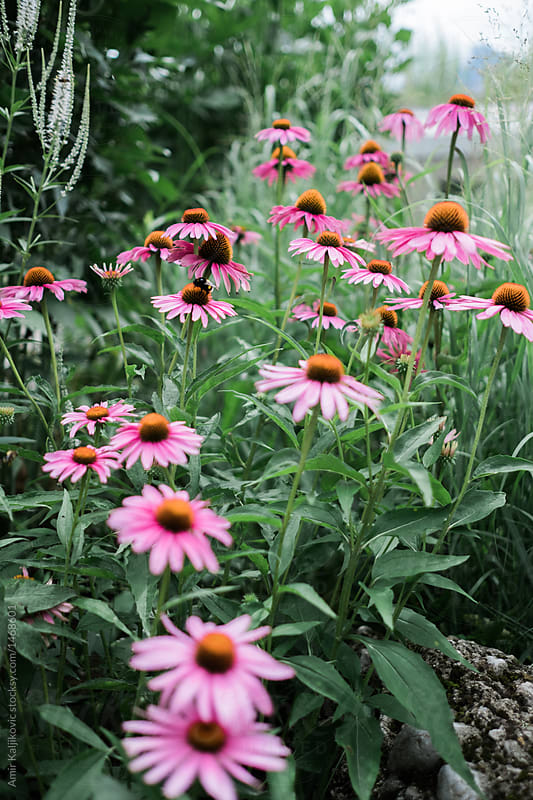 Border of colorful pink echinacea flowers