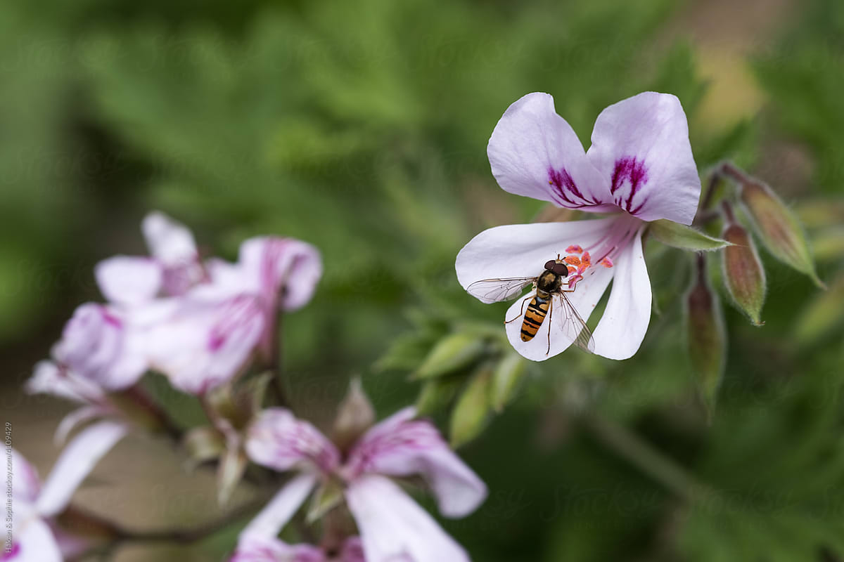 delicate insect on insect repellent citronella geranium