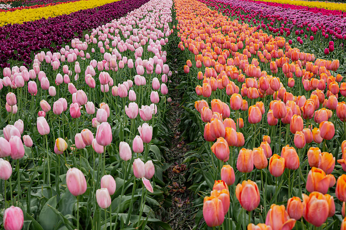 Landscape of tulips
