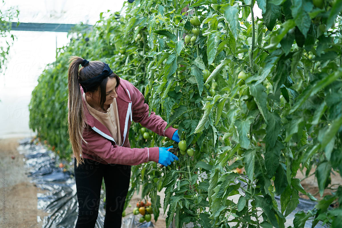 Female farmer working in tomato greenhouse