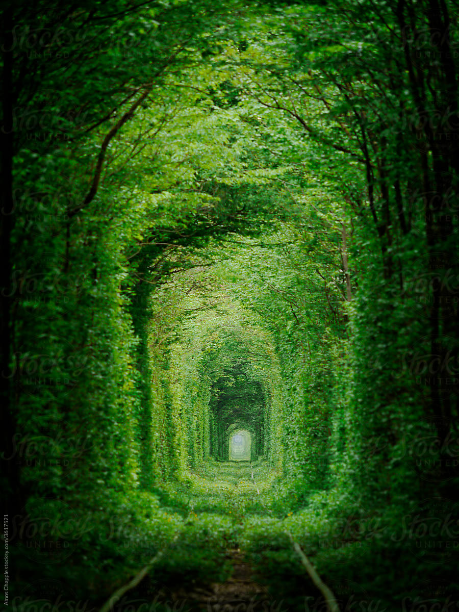 The Tunnel Of Love in springtime