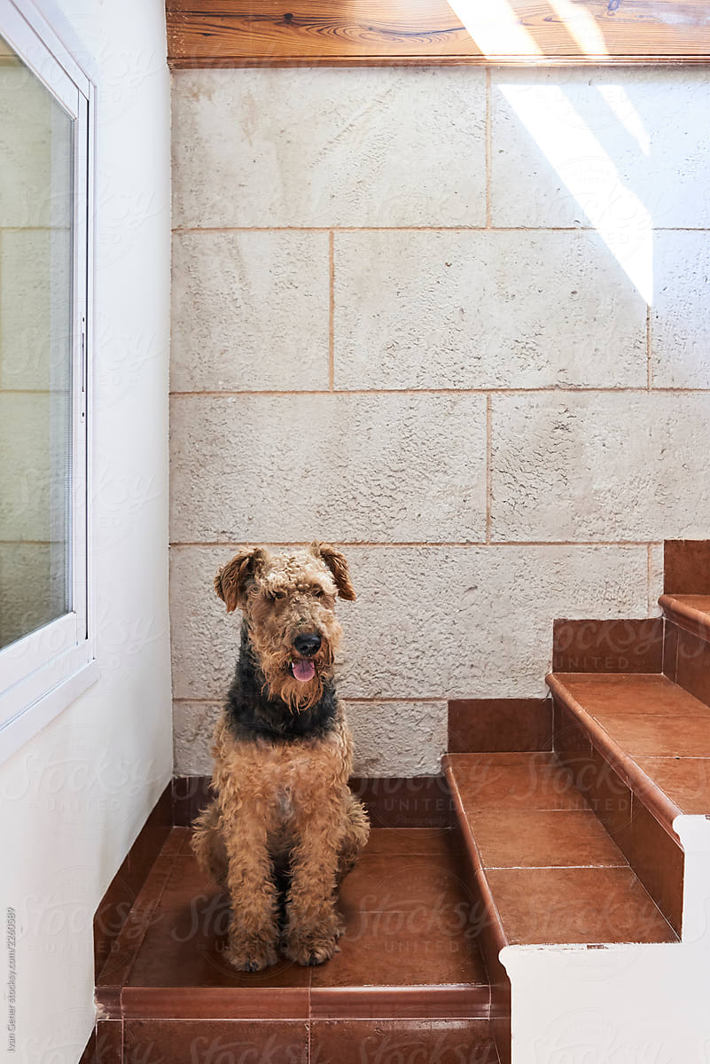 Airedale Terrier standing at home