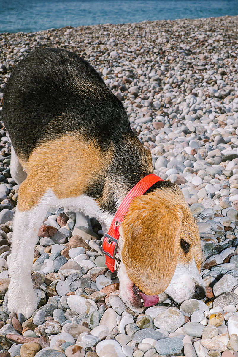 Dog chews pebbles on the beach