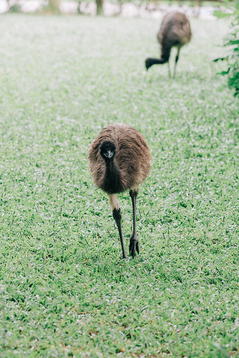 emu bird running