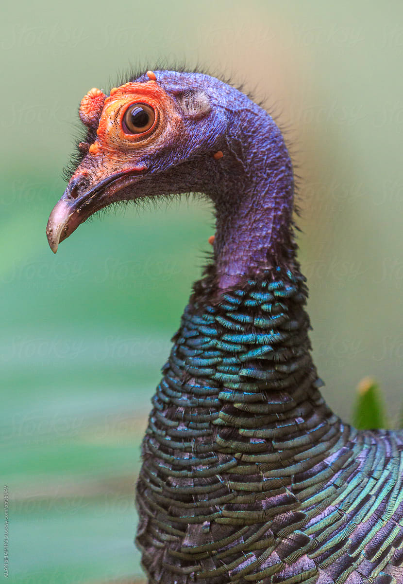 Ocellated Turkey in profile
