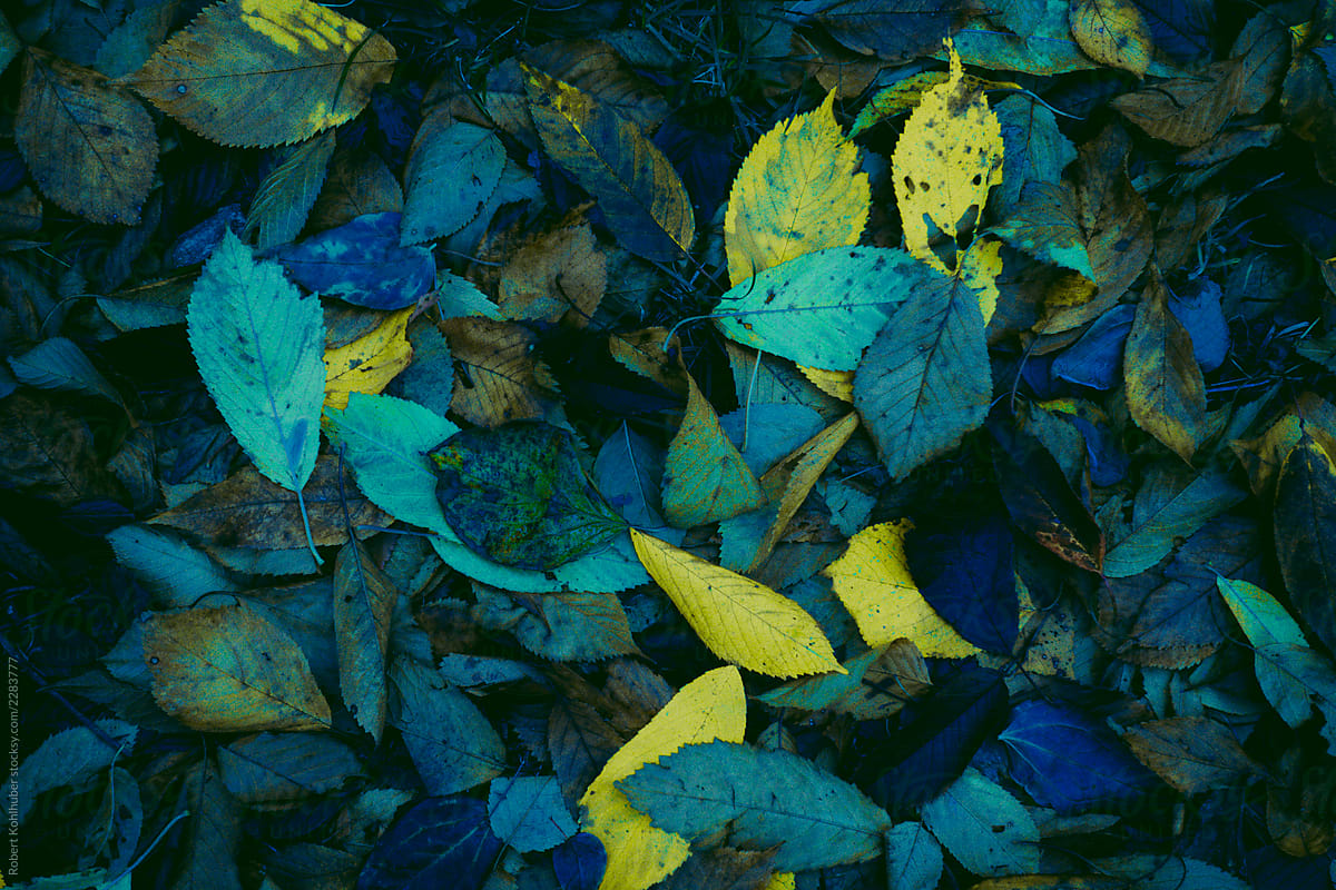 Abstract atumn leaves