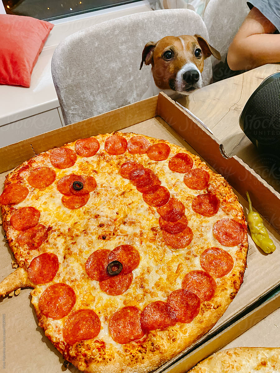 Dog sitting next to Halloween pizza.
