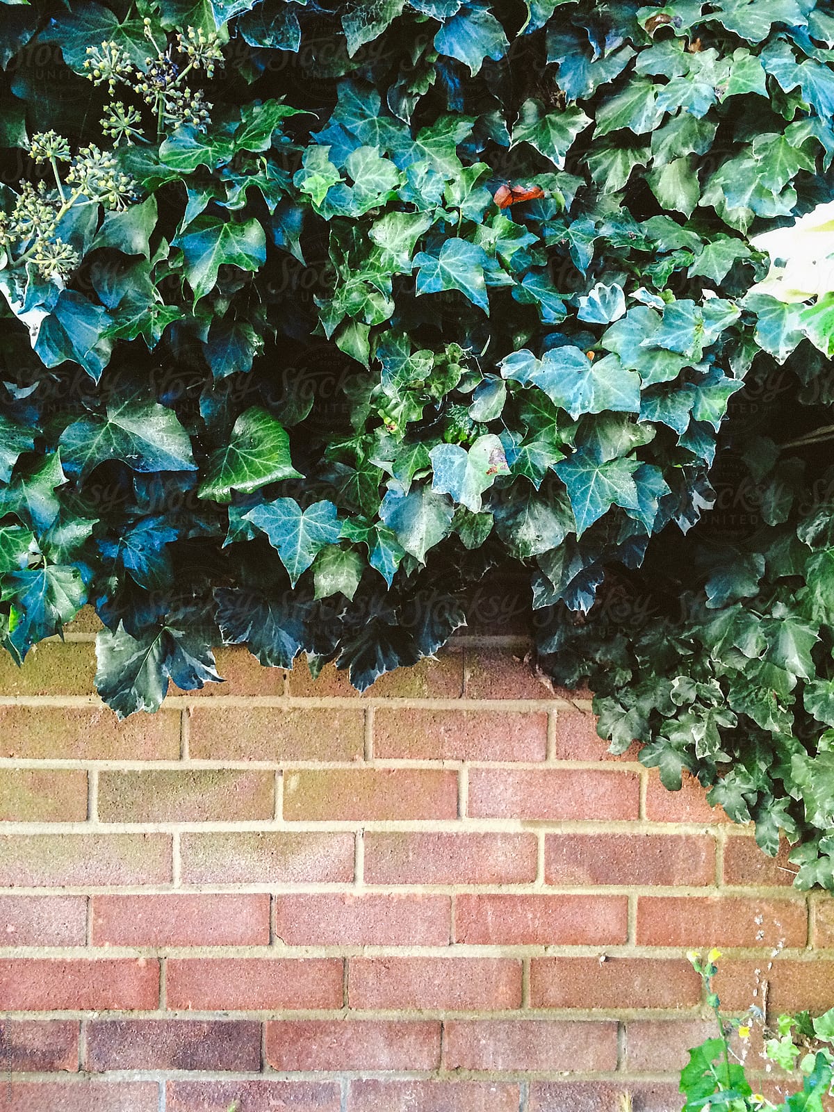 Brick wall with ivy