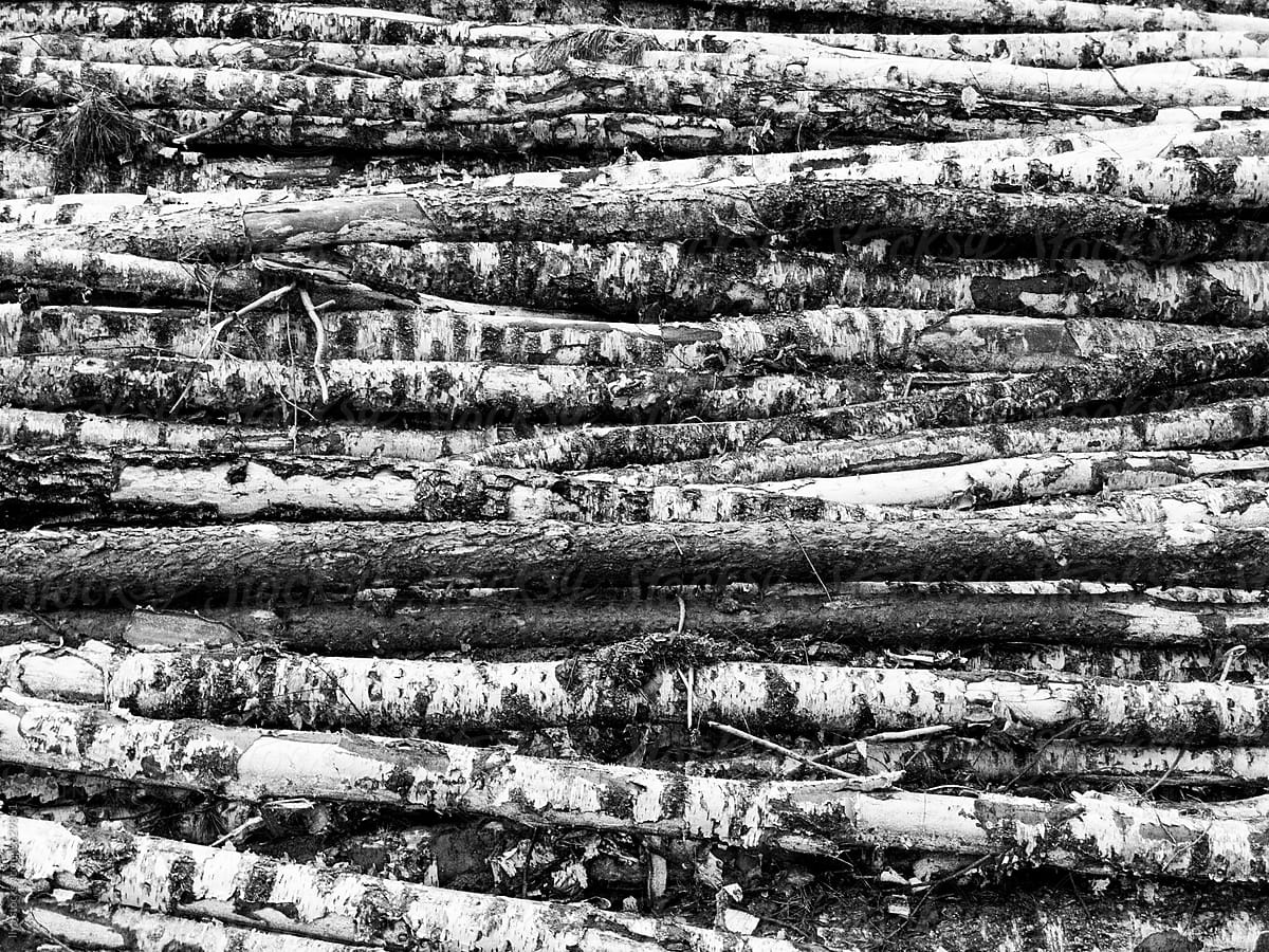 Cut wood pile nature background tree