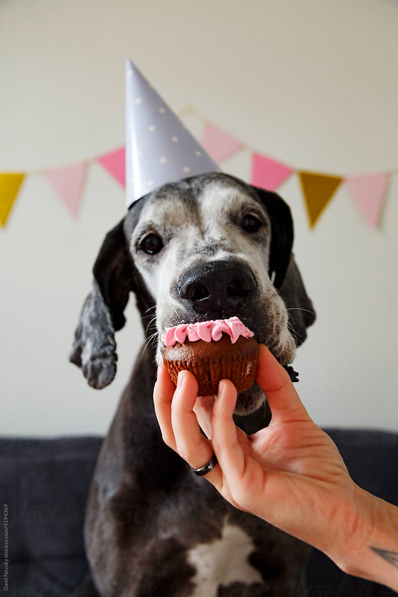 Cute birthday dog eating cupcake