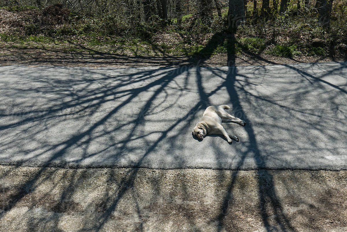 Dog lying on a street in the shade of a tree