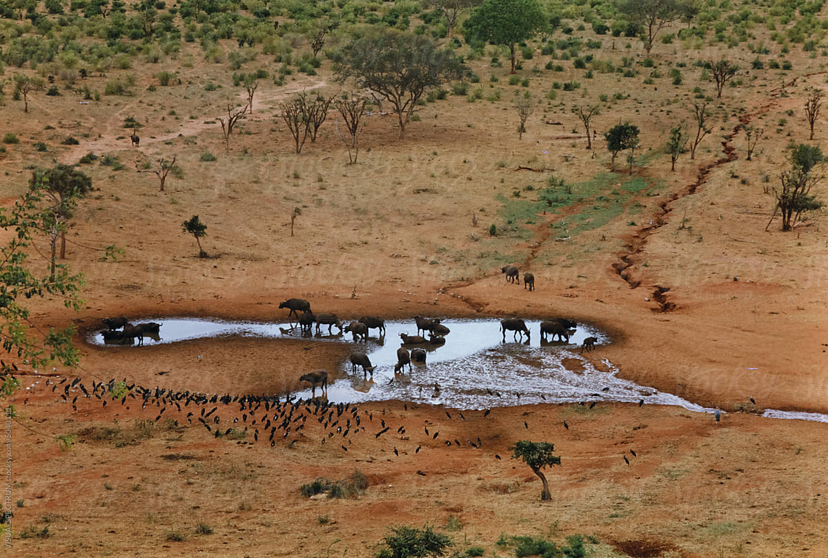 Water Buffalos at Water Hole in Savanna