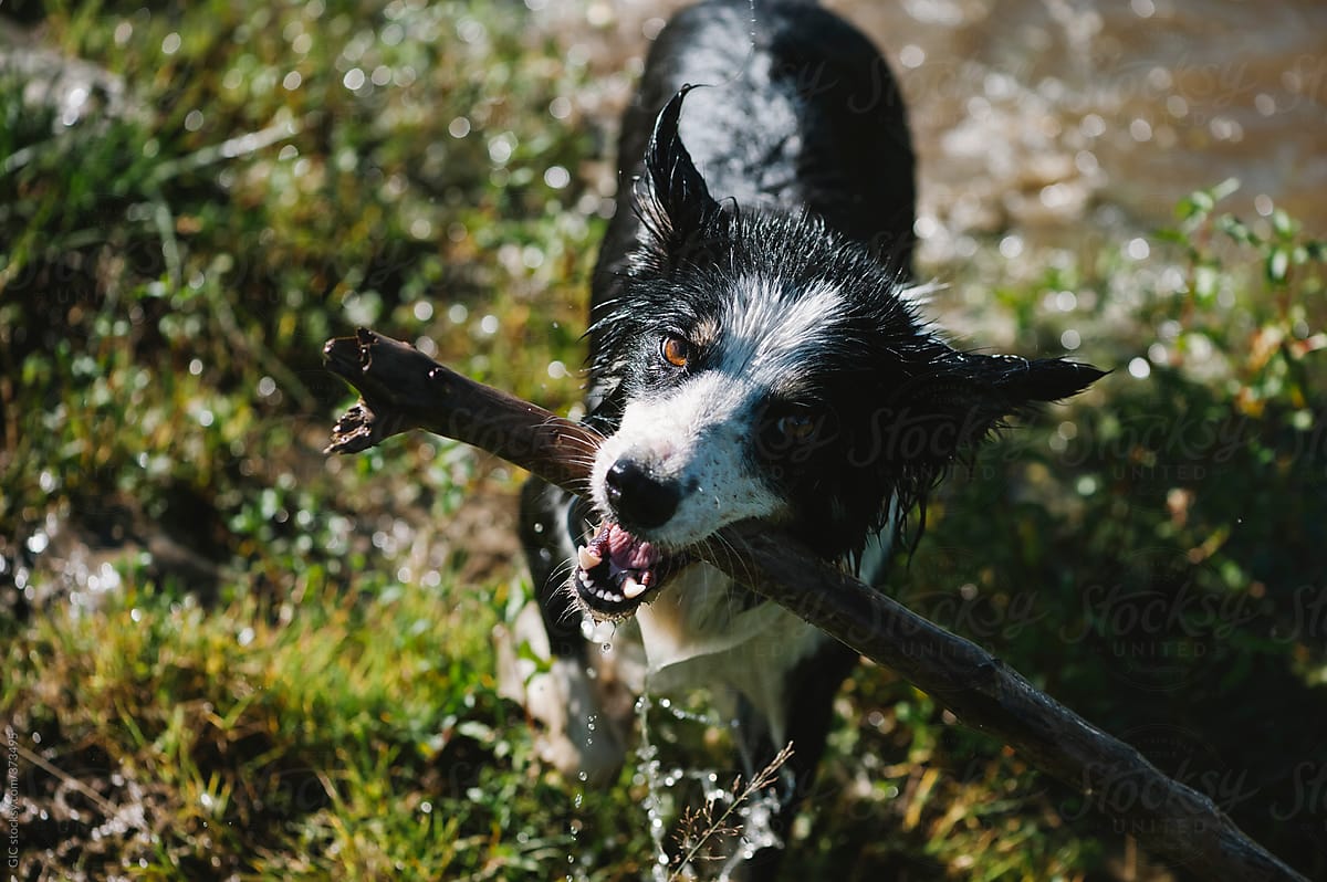 Dog playing with a stick
