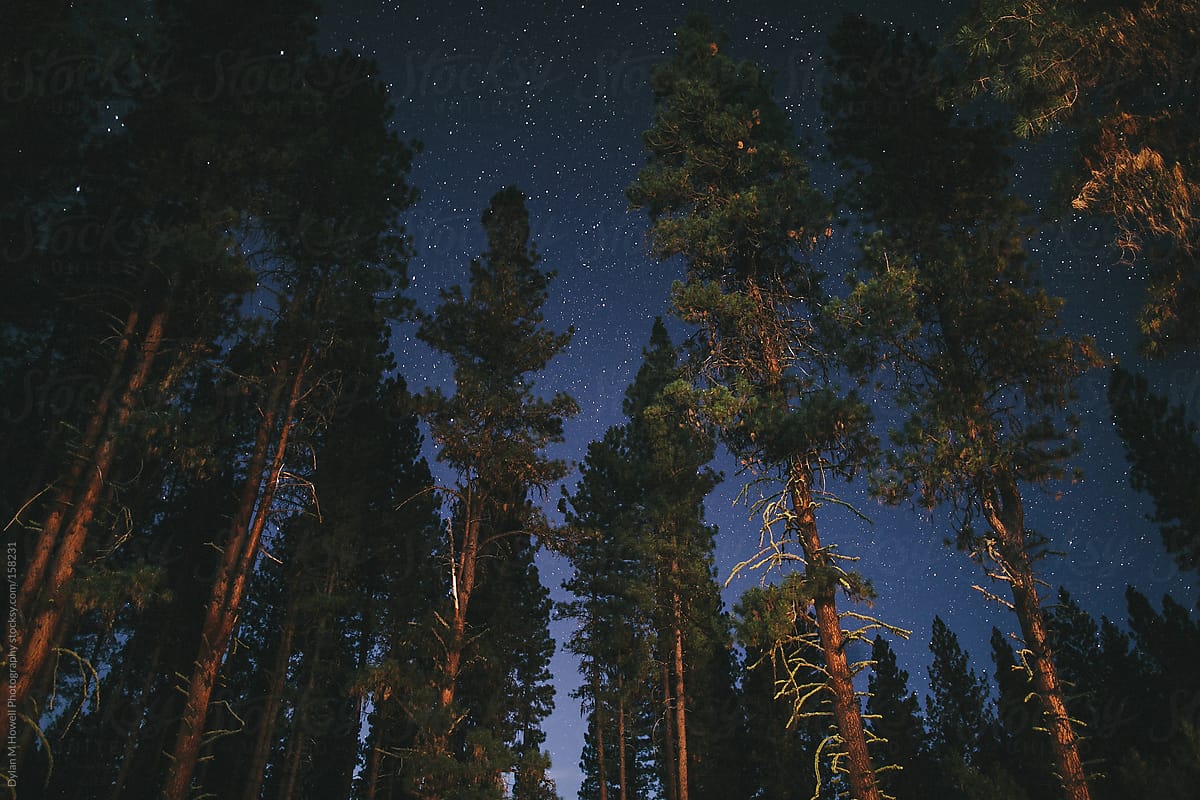 «Stars And Trees At Night» del colaborador de Stocksy «Dylan M Howell ...