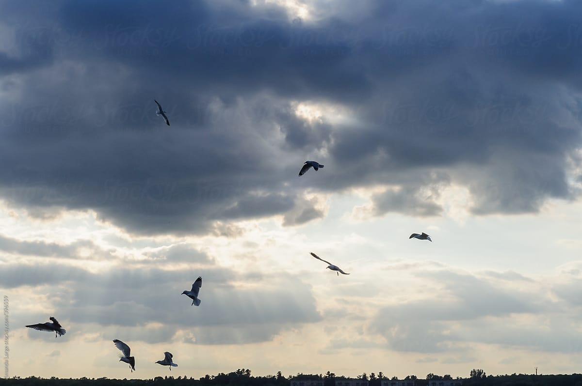 birds in flight at sunset