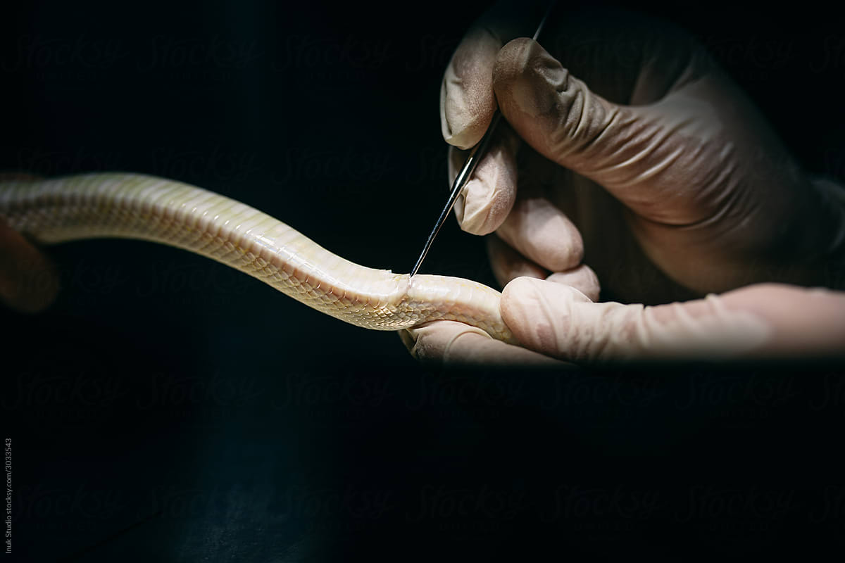 Crop veterinary doing snake surgery