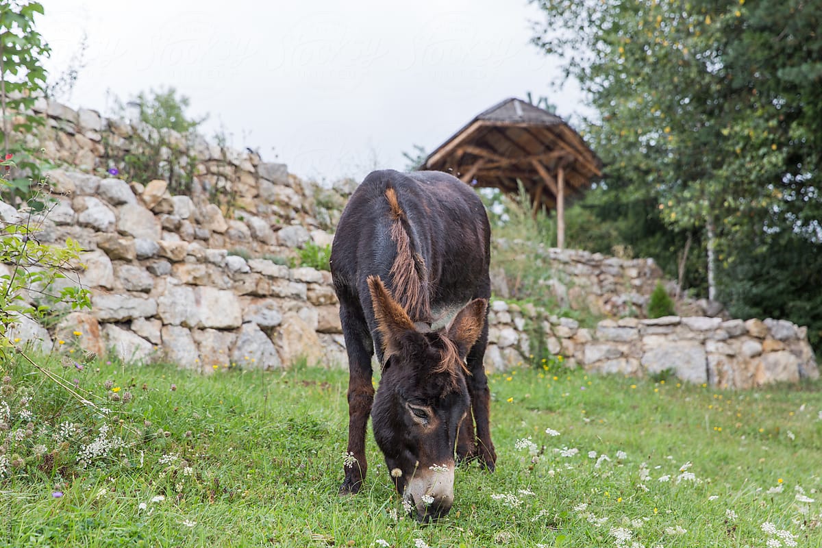 Brown donkey eating grass