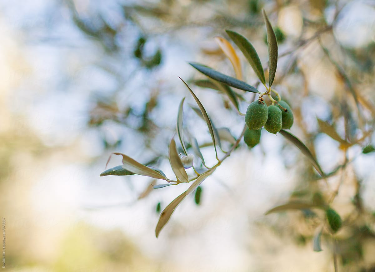 Mediterranean olive grove