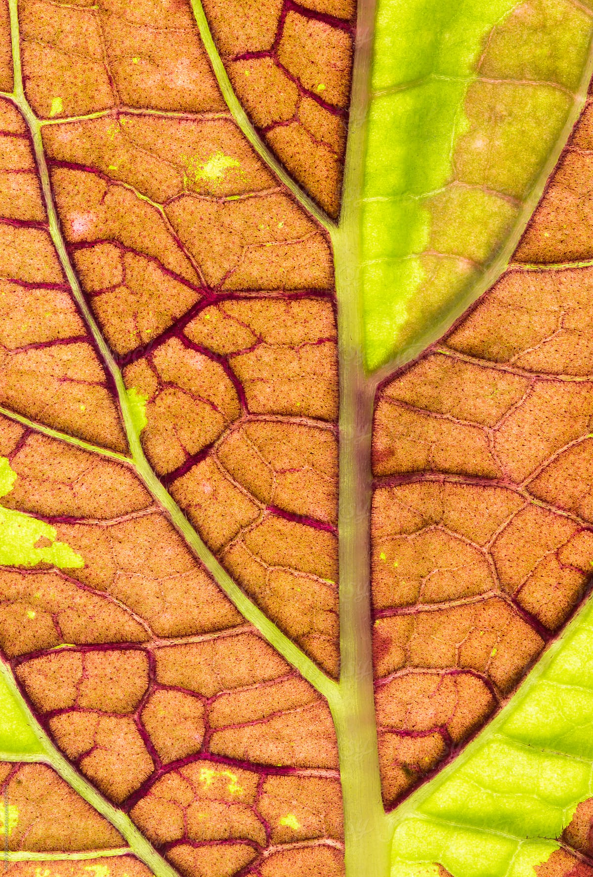Macro photograph of a backlit coleus leaf