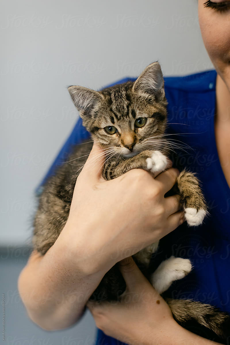 Adorable Kitten Cuddled Up in Woman\'s Arms