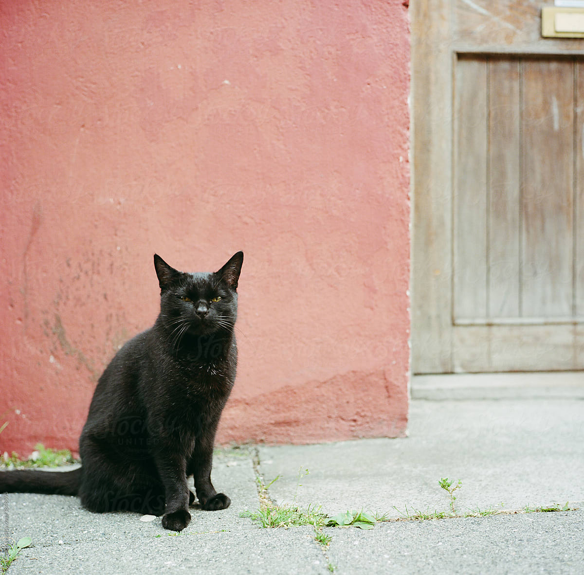 Black Cat in Reykjavik, Iceland