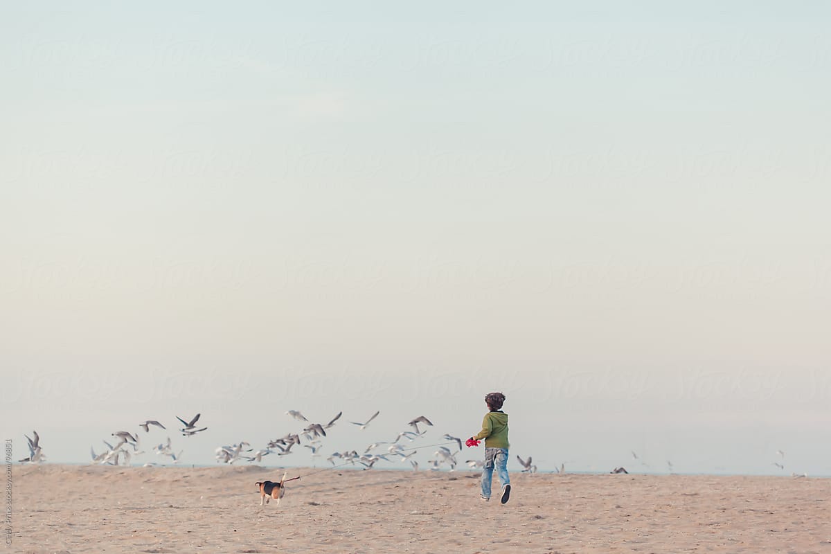 Boy with a beagle dog on a leash running towards seagulls on the beach