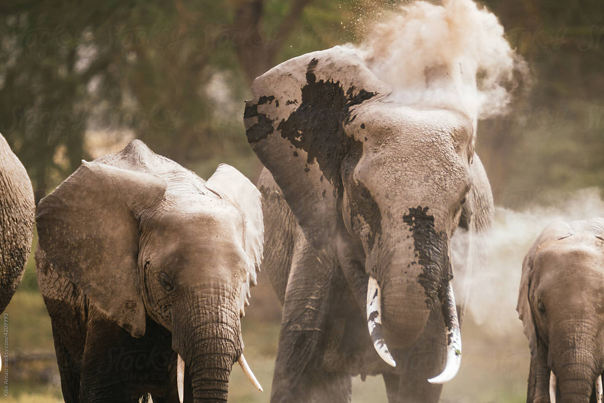 Elephants walking in nature