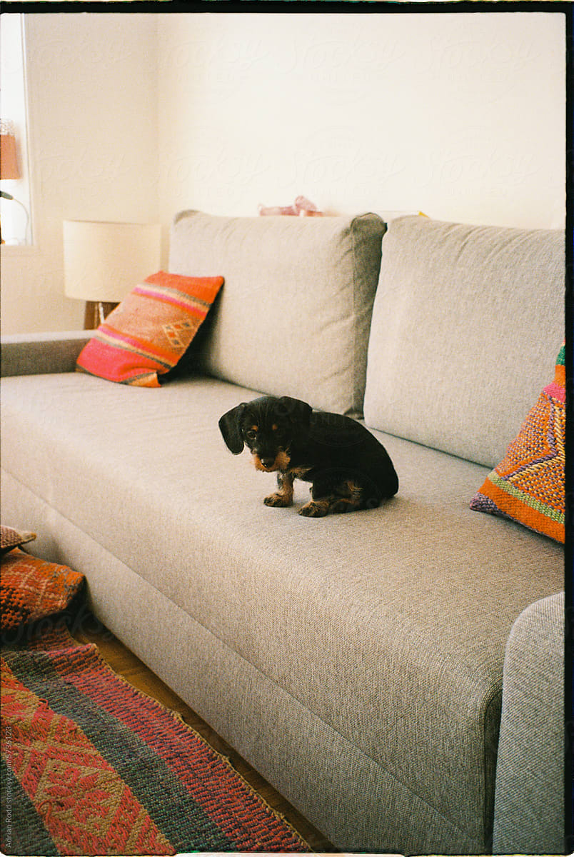 An analog scan showing a black puppy sitting on a couch