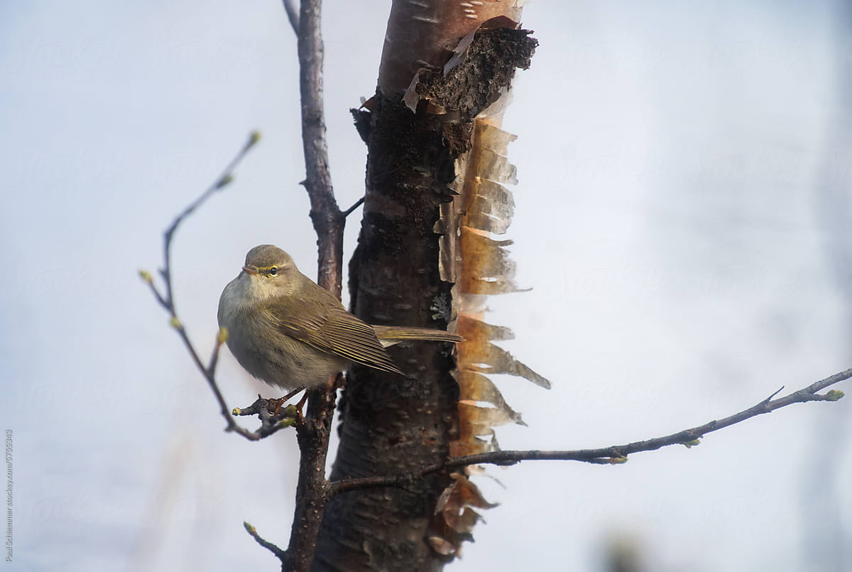 Small bird (tree pipit) perching on a branch