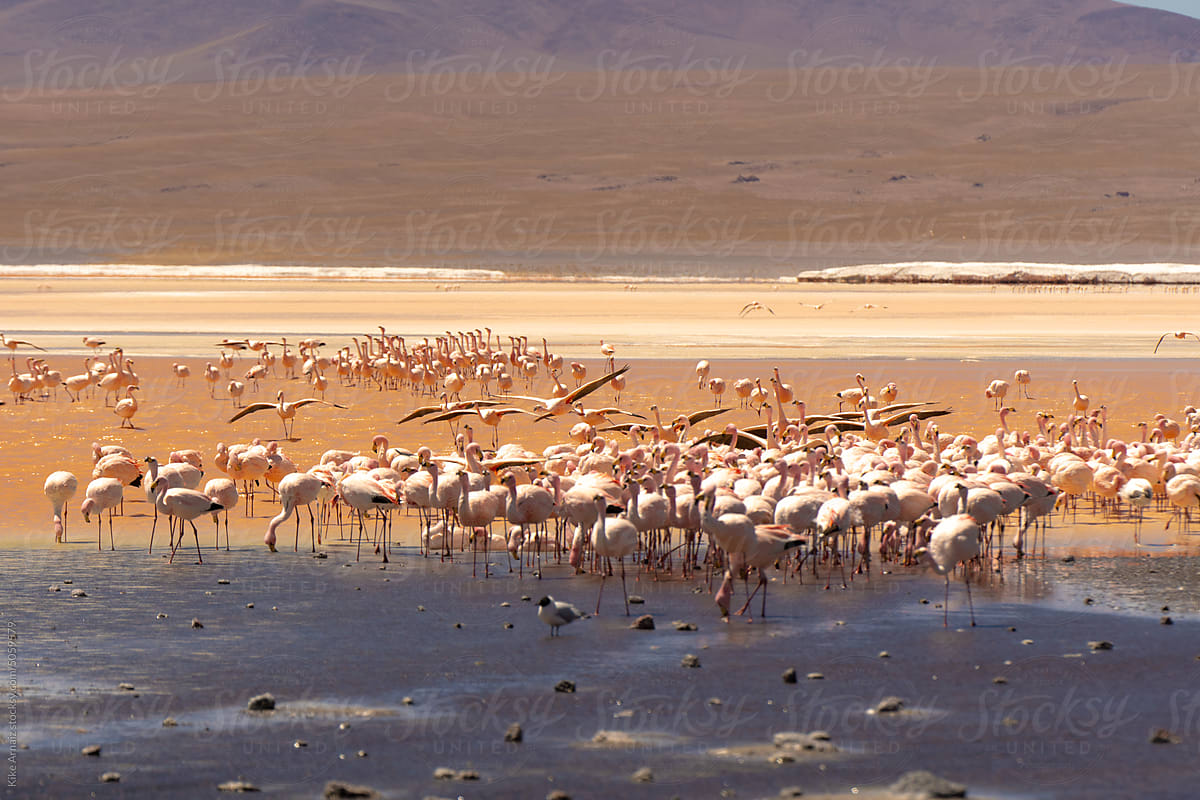 Flamingos in the red lake Uyuni salt flat