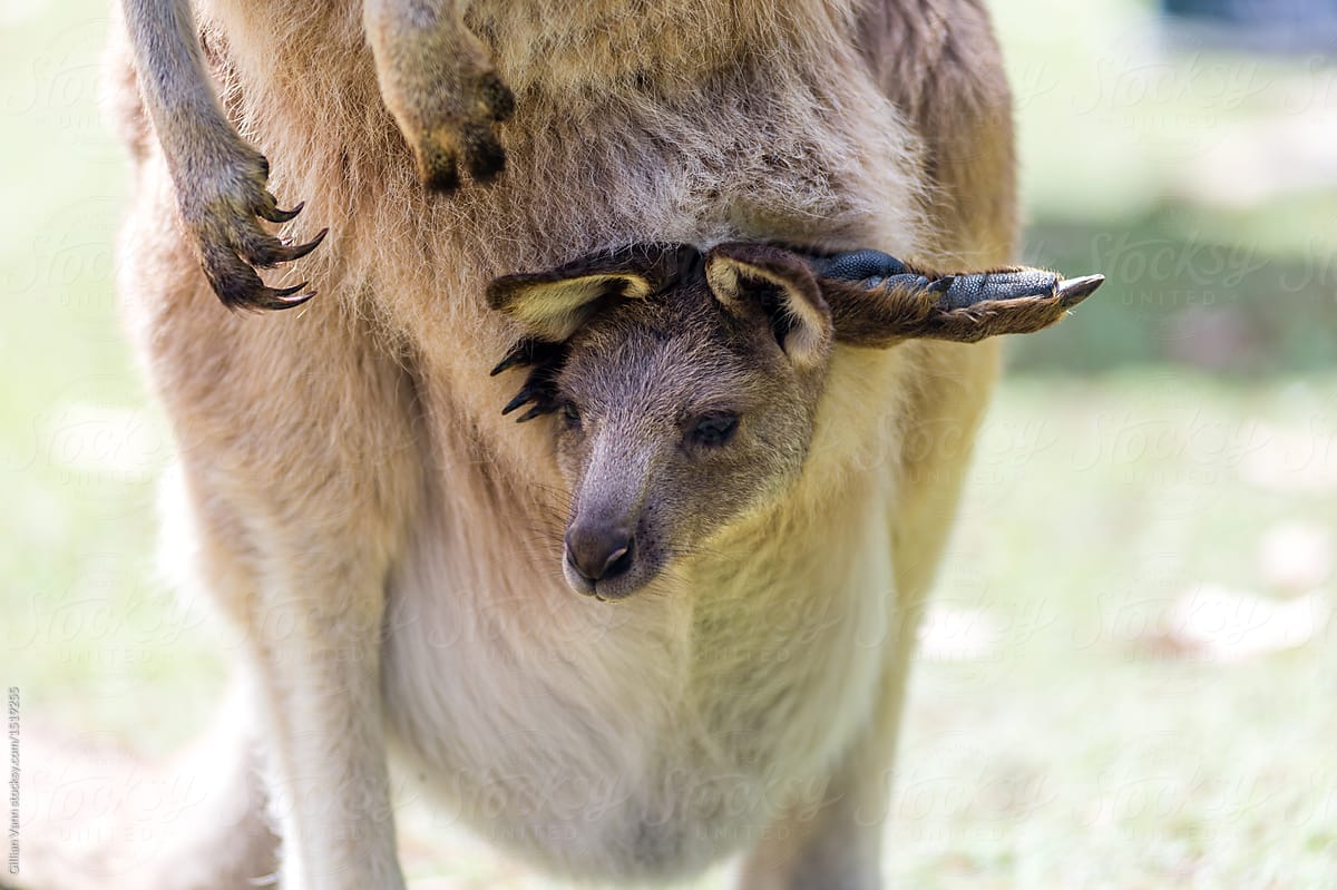 joey kangaroo in mothers pouch