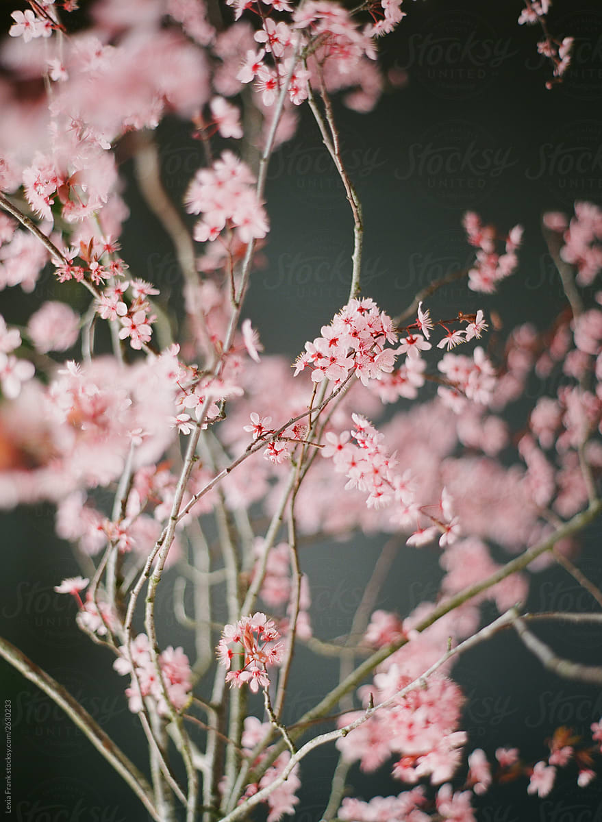 pink blossom branches black background