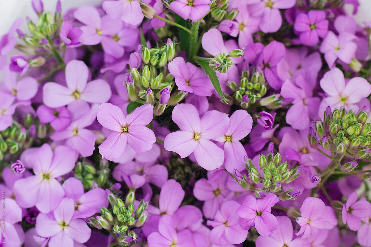 Closeup Damask Violet flowers