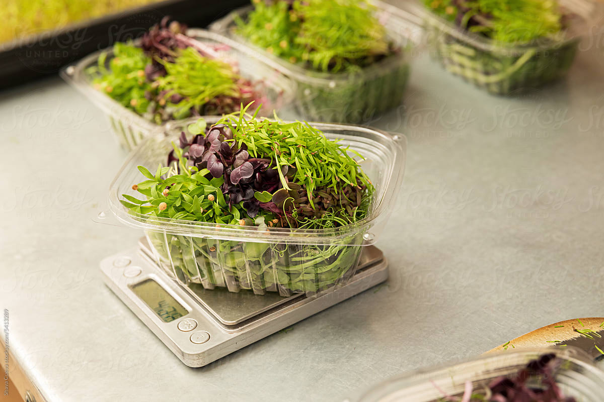 A plastic container filled with microgreens sprouts on a food scale