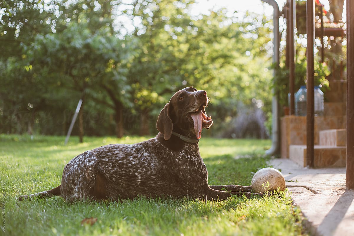 Cute german shorthaired pointer sitting next to his ball