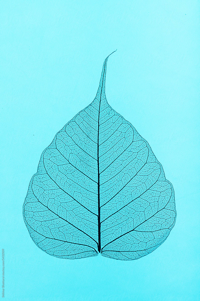One Pipal leaf against a blue background.