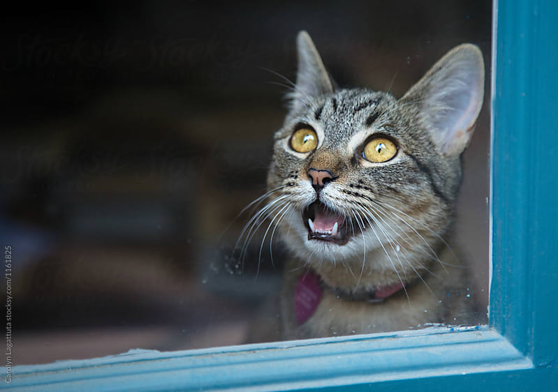 Tabby cat at the window crying to be let out