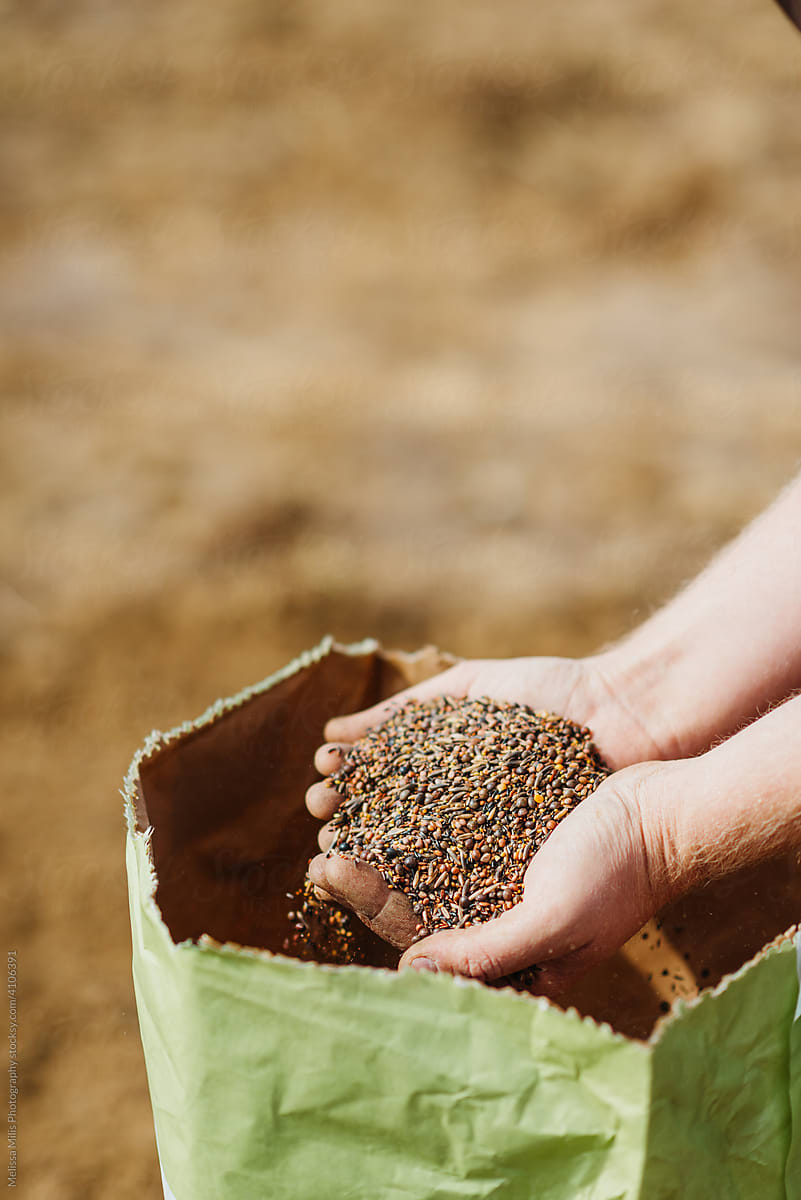 Farmer examining the bag of seeds.
