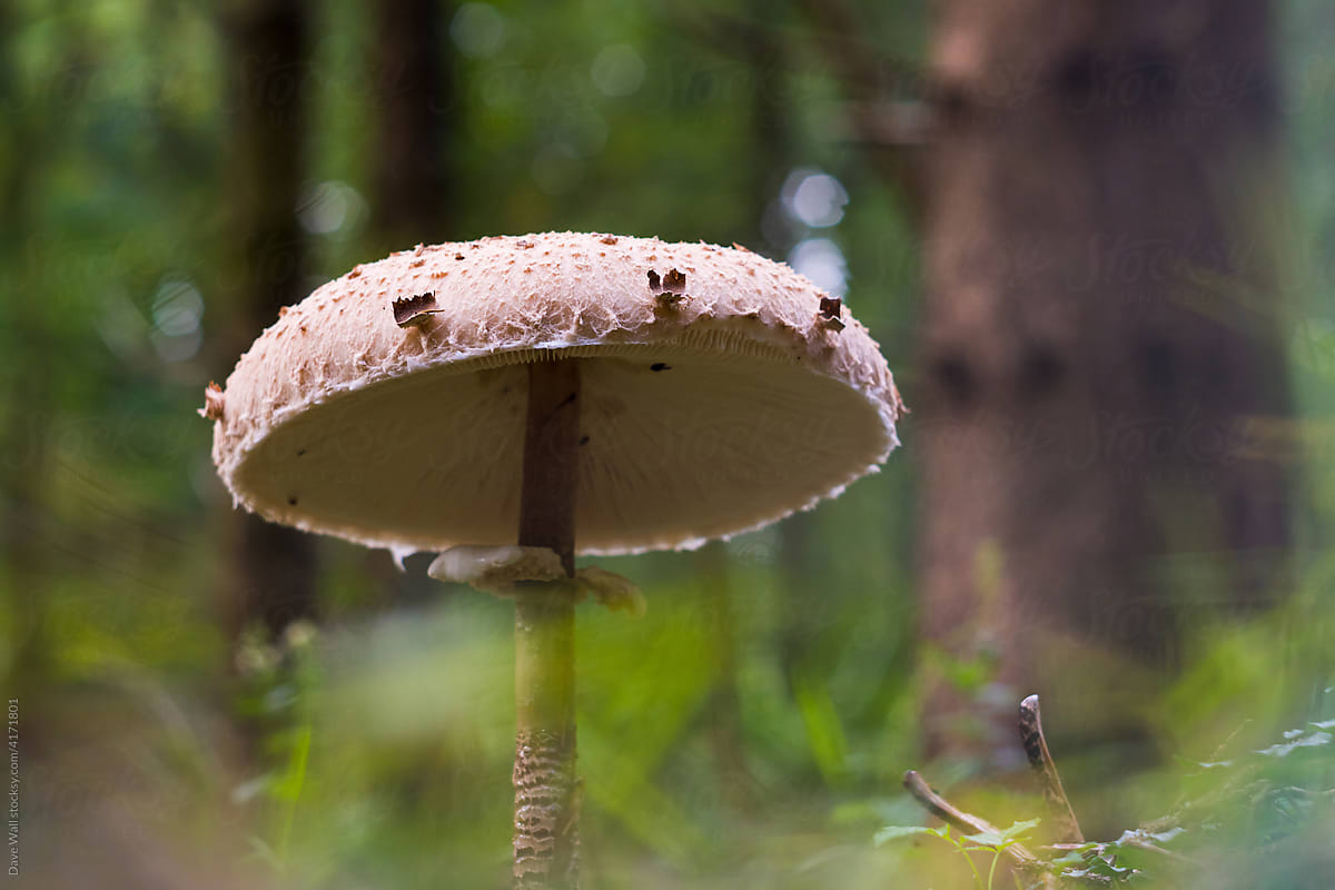 A mushroom in a forest
