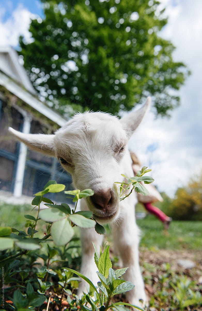 Baby goat eats backyard plants by Cara Dolan - Stocksy United