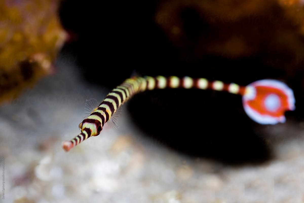 Banded Pipe fish looking at viewer underwater on the reef in Malaysia
