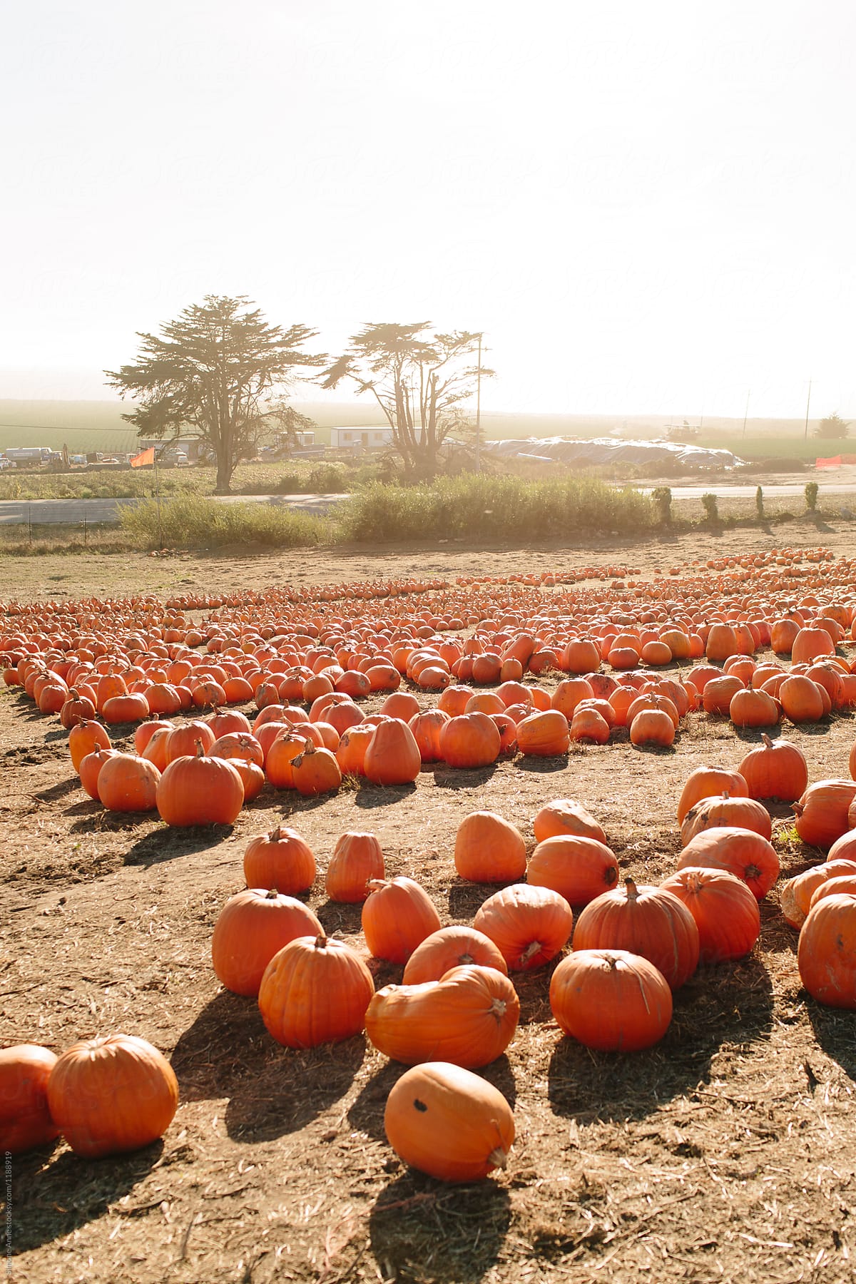 Pumpkins sit in a patch in the Fal