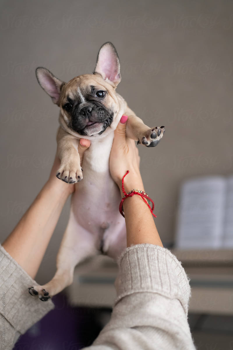 woman holding little french bulldog puppy