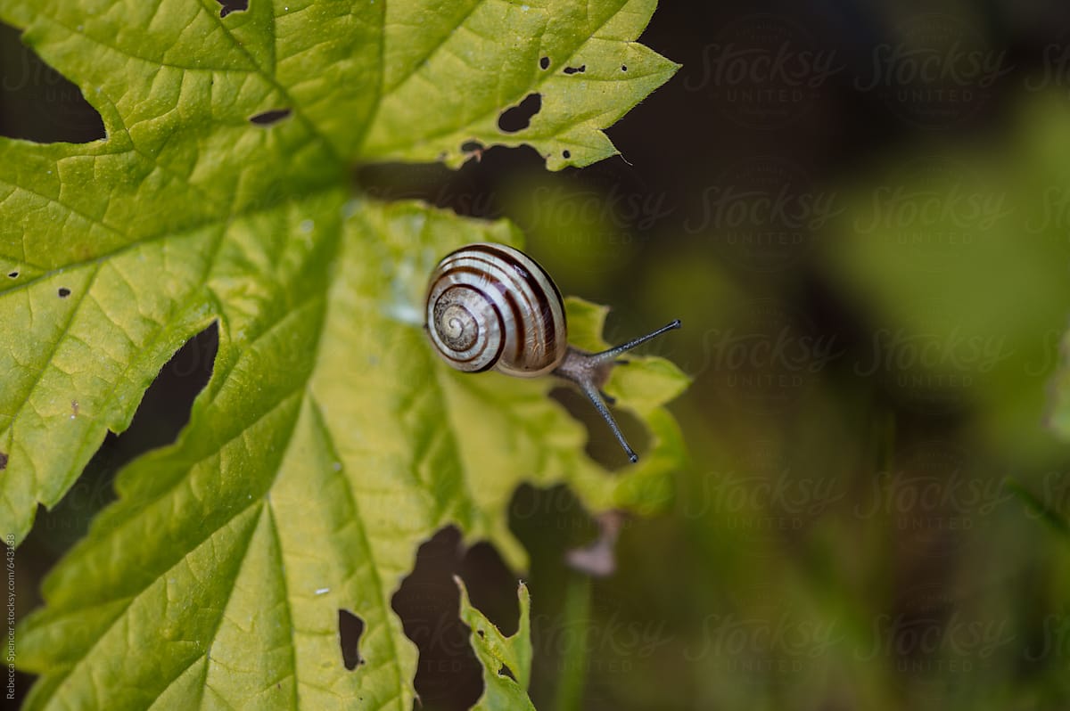 Garden snail eating leaf
