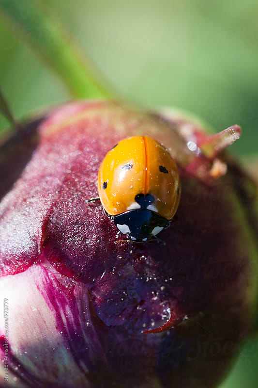 Ladybug Macro on Flower Bulb