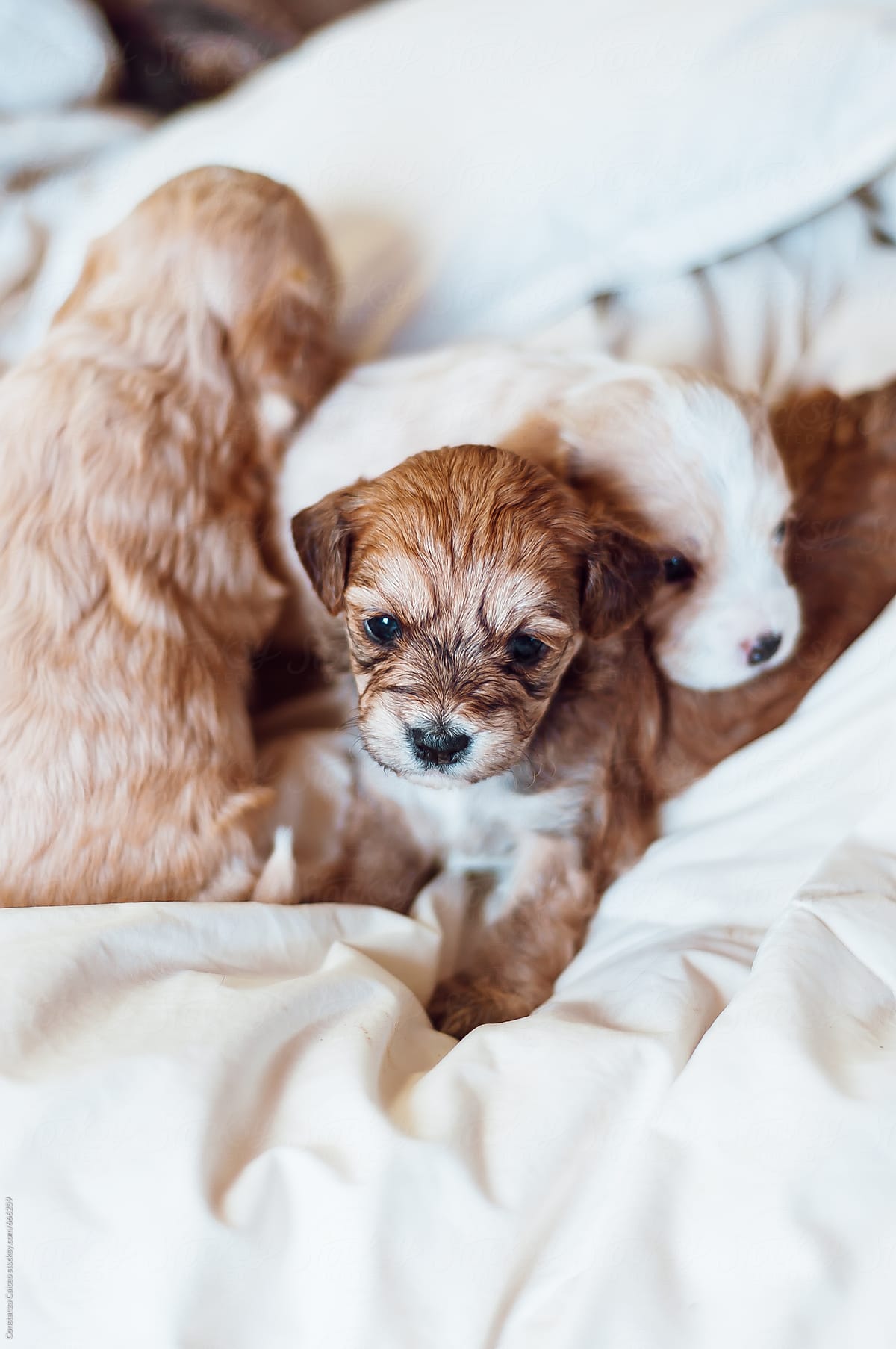 Little puppies being affective to each other on white sheets