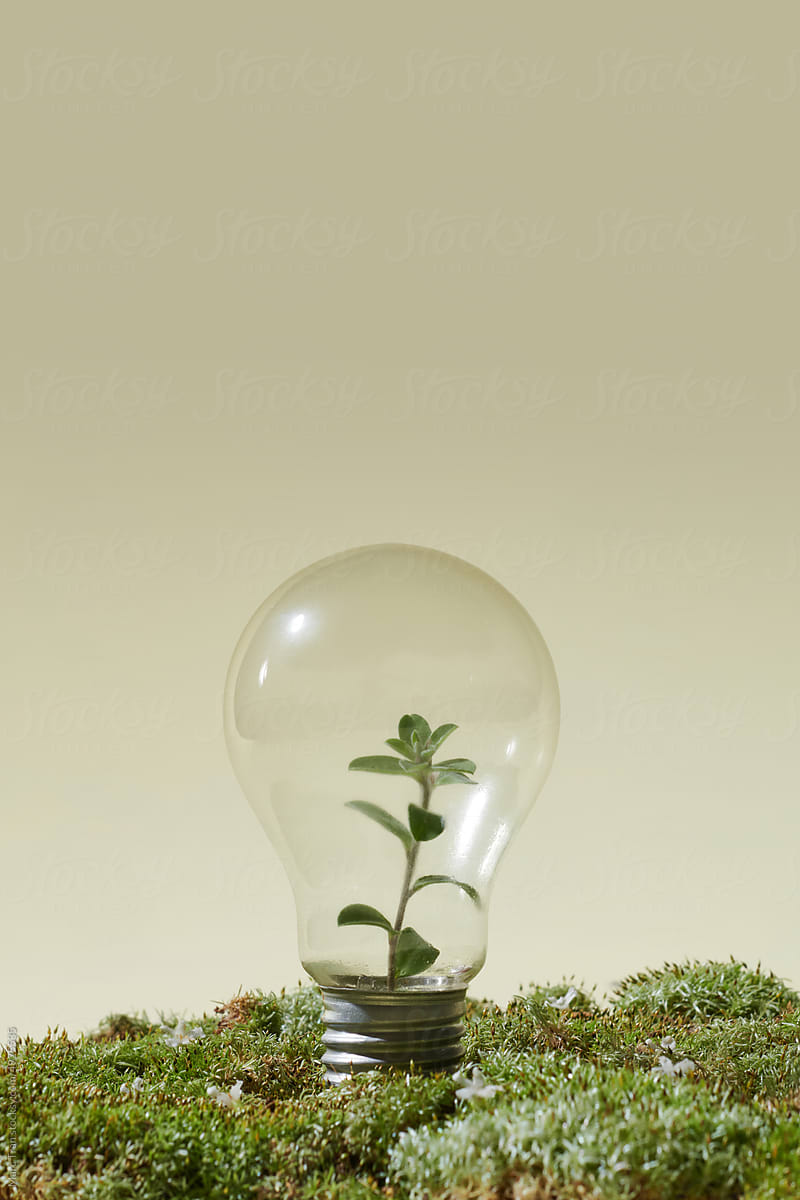 light bulb on green grass and sunlight in nature.